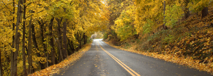 Autumn colors near Kooskia fall_leaves