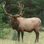 bull_elk