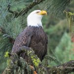 bald_eagle_southfork