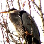 heron_stites