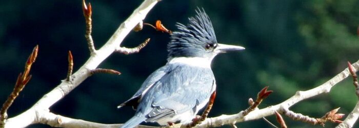 King Fisher bird near Syringa king_fisher_syringa