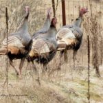 turkeys_syringa