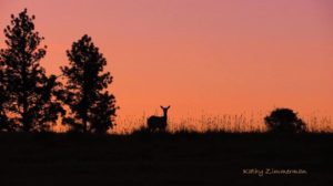 Deer on Battle Ridge