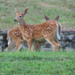 deer_fenn_ranger_station