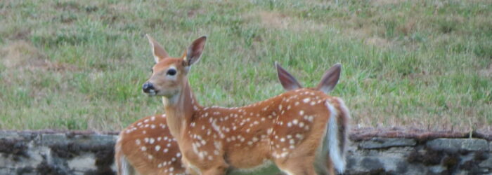 Deer near Fenn Ranger Station deer_fenn_ranger_station