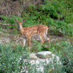 deer_selway