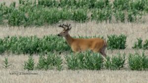 Deer on the Selway